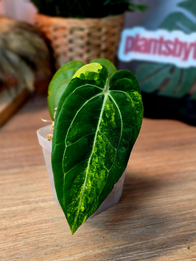 Anthurium (SKG Silver × Red Crystallinum) × (Pap Var × Carlablackiae) | Variegated Top Cut, 2 Leaves