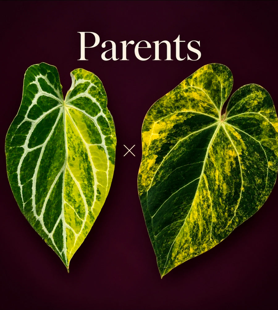 Anthurium (SKG Silver × Red Crystallinum) × (Pap Var × Carlablackiae) | Variegated Lot of 5