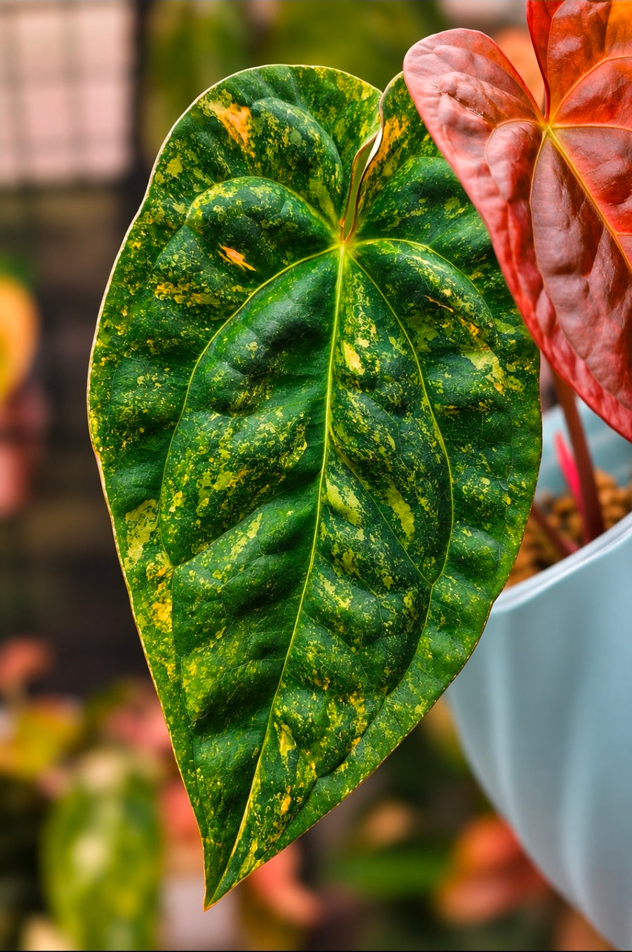 Anthurium (Papillilaminum × Night Dragon) × Guna Yala | High Variegated Collector Clone