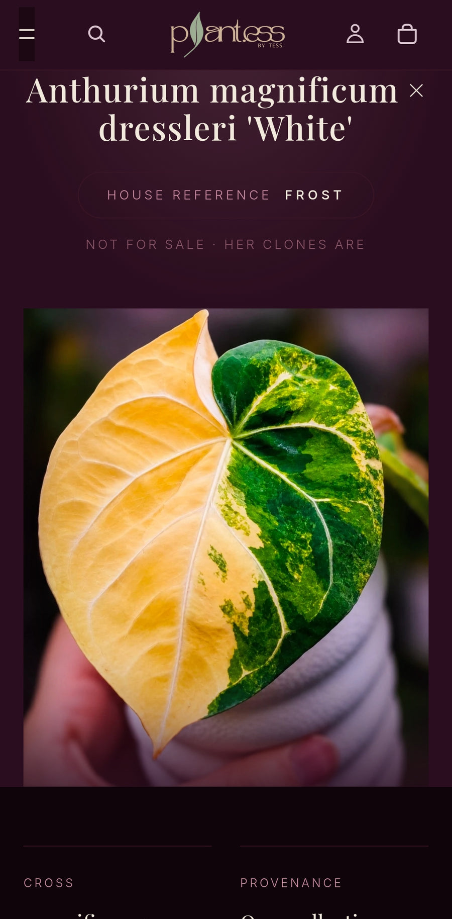Anthurium Magnificum × Dressleri 'White' | High Variegated Clone of Frost, 1 Leaf
