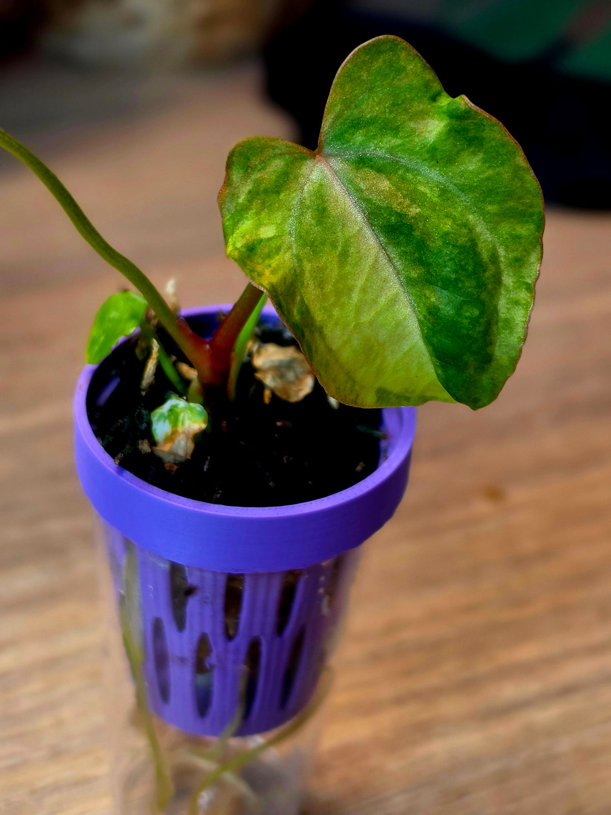 Anthurium (Papillilaminum × Crystallinum) × Portillae Open — Variegated Seedling #7