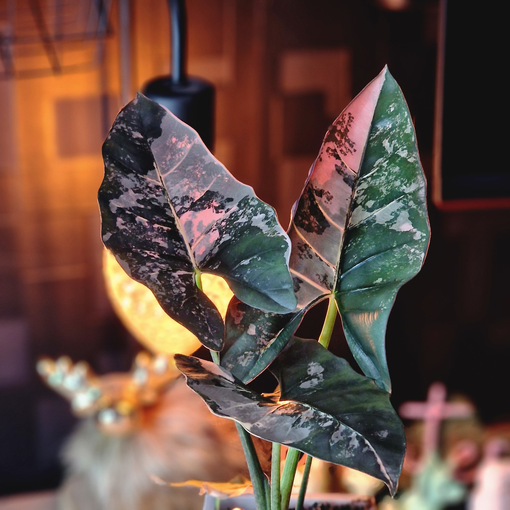 Alocasia Scabriuscula albo/pink corm