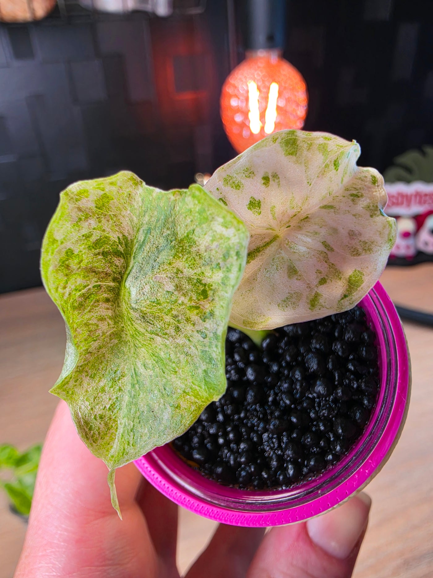 Alocasia 'Golden Bone' Pink Mint