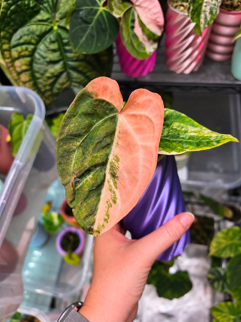 Anthurium Queen Crystallinum × (Forgetii × Papillilaminum peach) | Peach Clone Velvet Hybrid