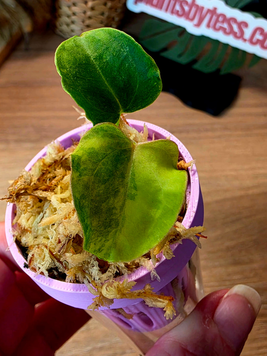 Anthurium (Papillilaminum × Crystallinum) × Portillae Open — Variegated Seedling #8