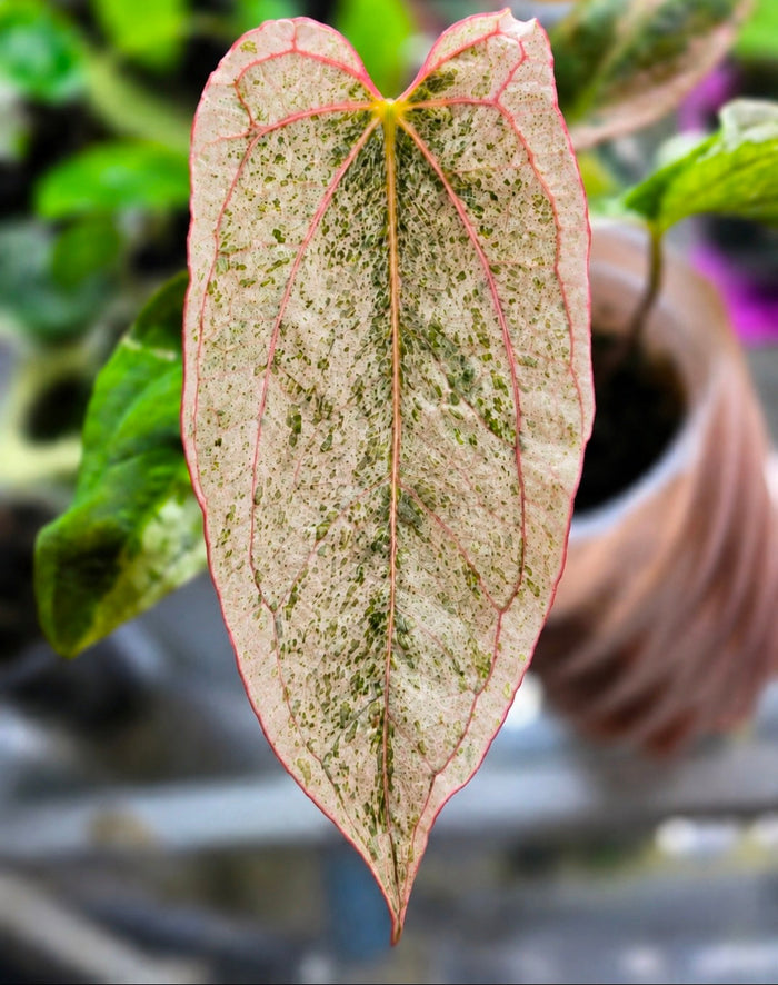 Anthurium papillilaminum 'Peach' × DPN