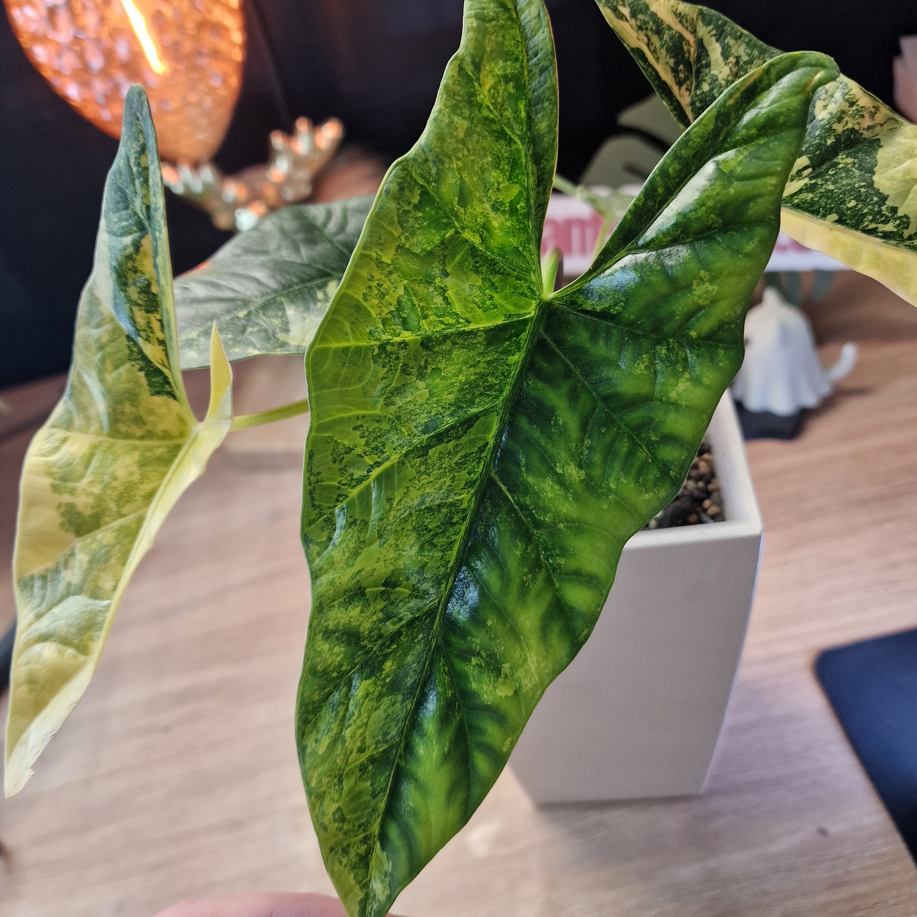 Alocasia Simpo aurea corm