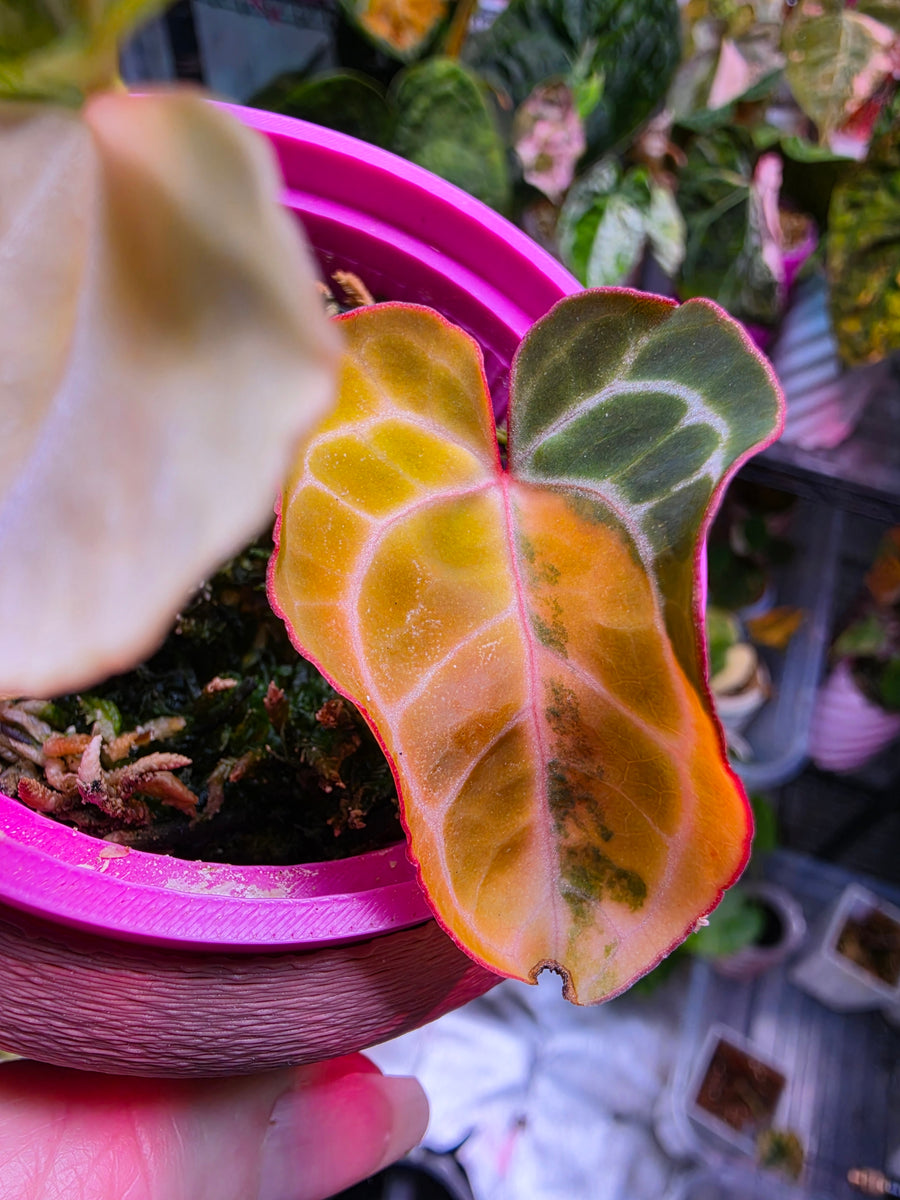 Anthurium (Crystallinum × Angela) × (Forgetii × Crystallinum) | High Variegated Clone of Iris