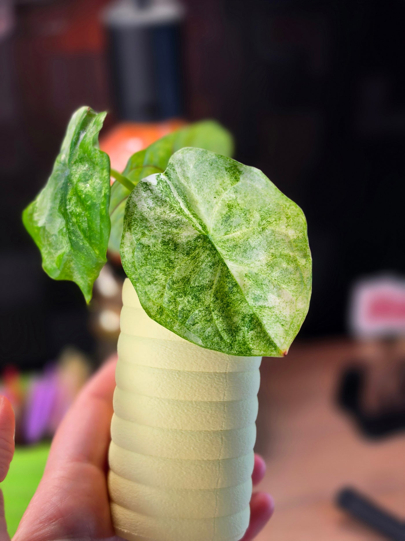 Alocasia 'Aegis' Mint