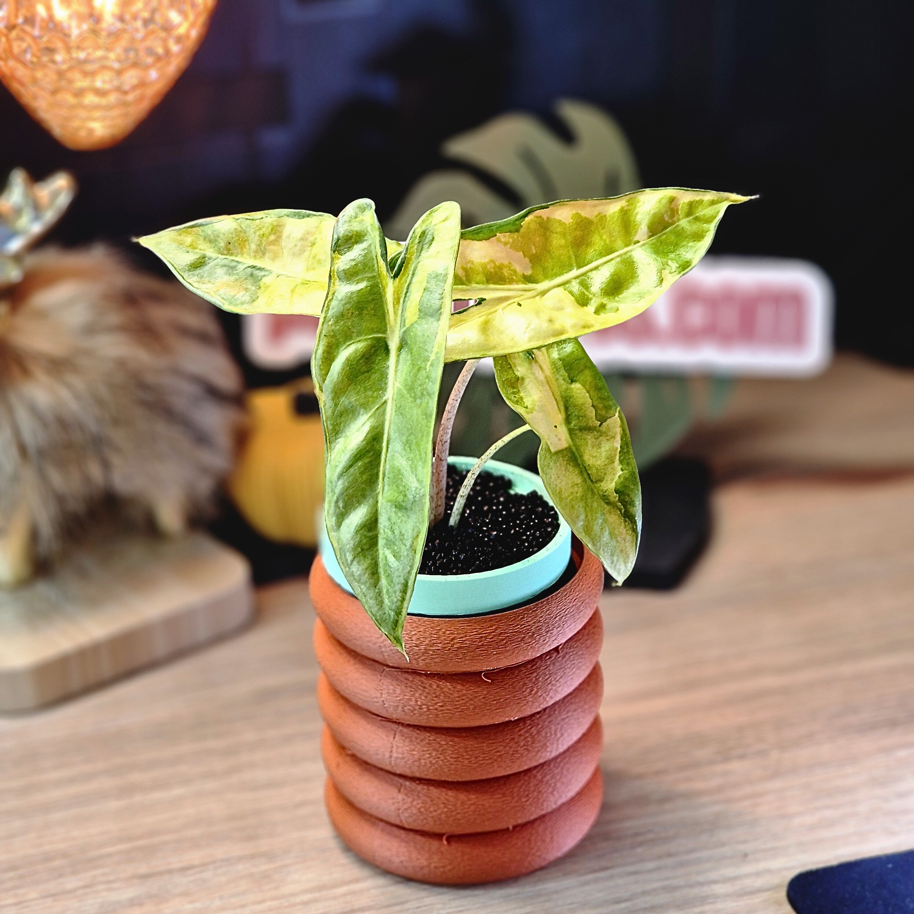 Alocasia Longiloba Lava 'King Cobra' corm