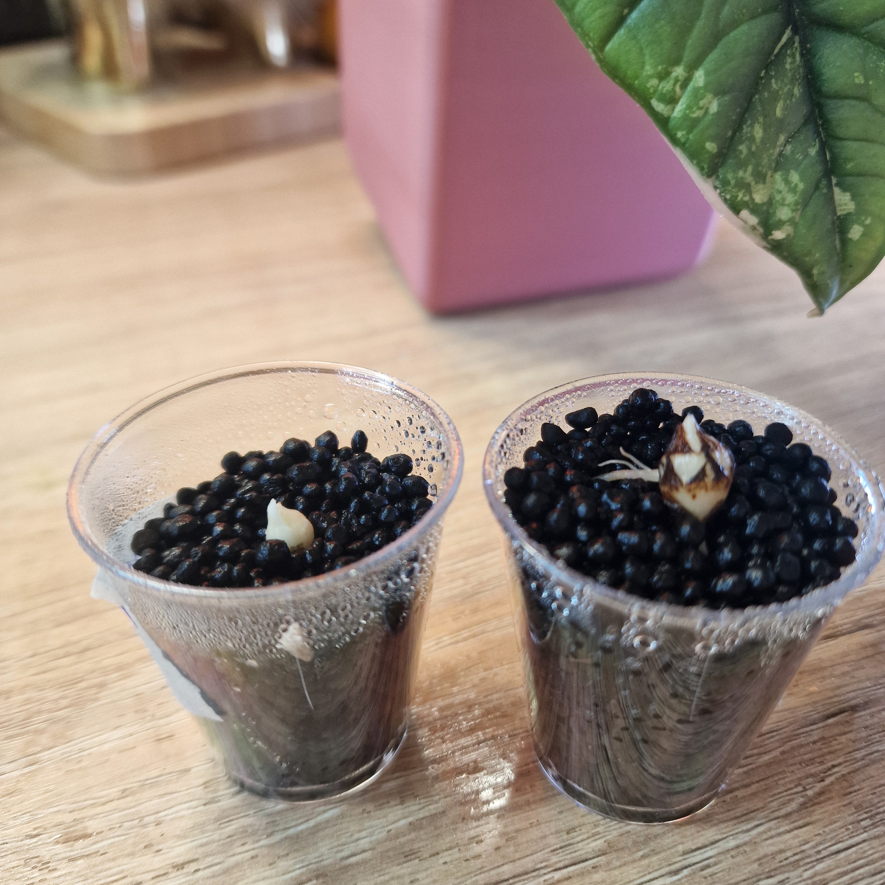 Alocasia Platinum albo corm