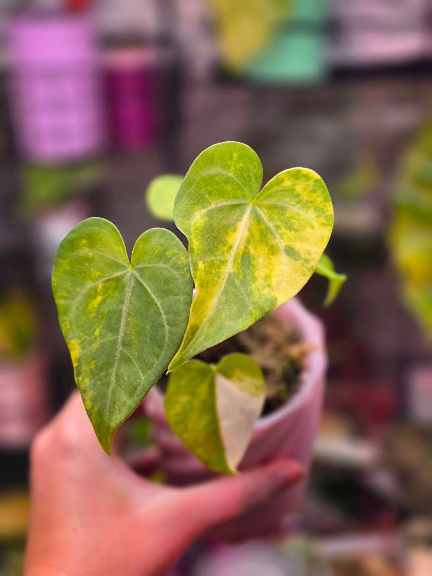 Anthurium 'Queen of Hearts' × clarinervium (Variegated)