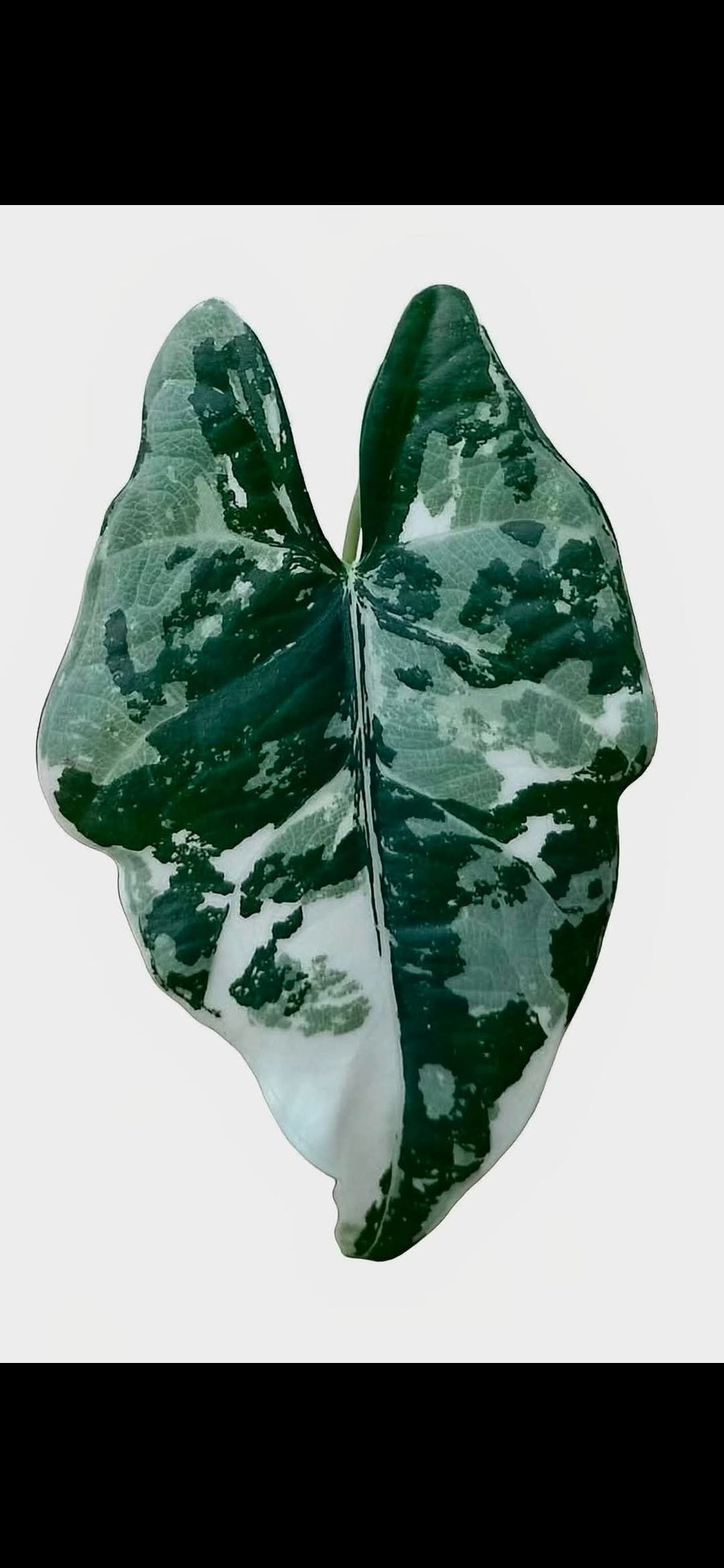 Alocasia Scabriuscula × Reginae | Rare Hybrid, 2 Leaves