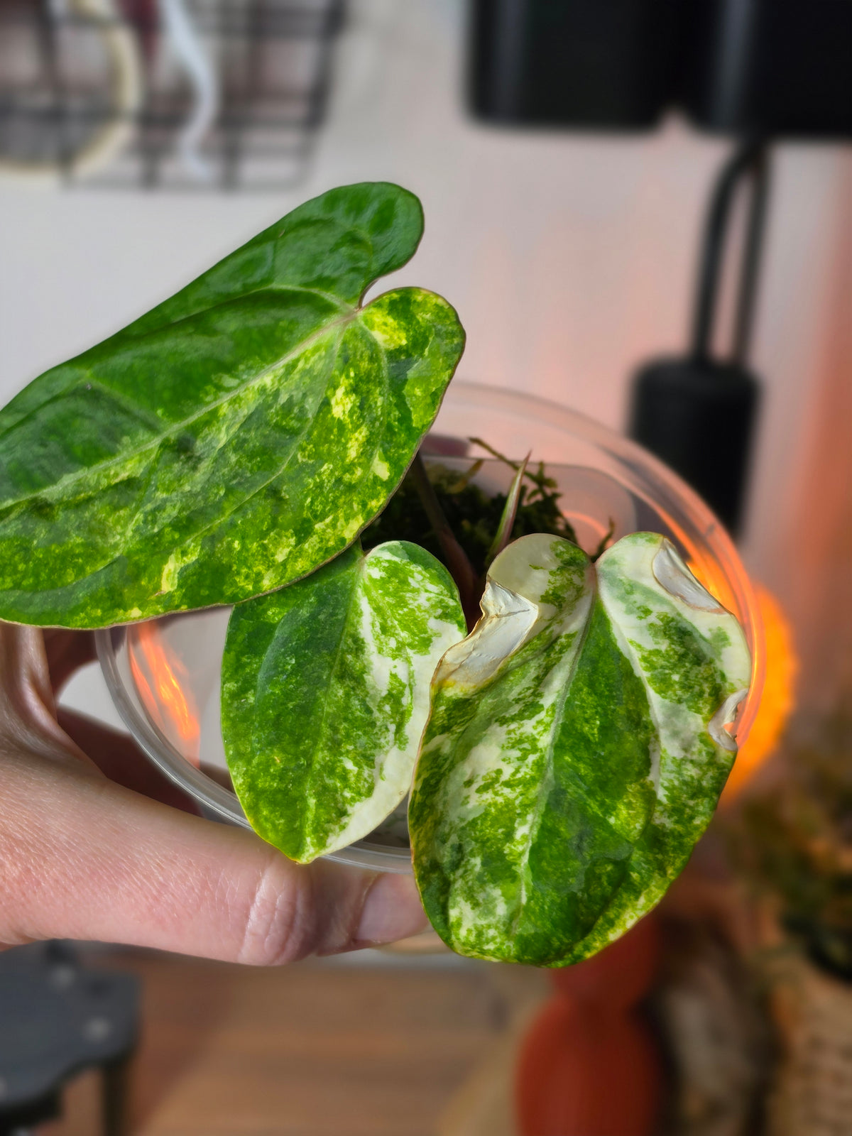 Anthurium (SKG Silver × Red Crystallinum) × (Pap Var × Carlablackiae) | Variegated Clone, 3 Leaves