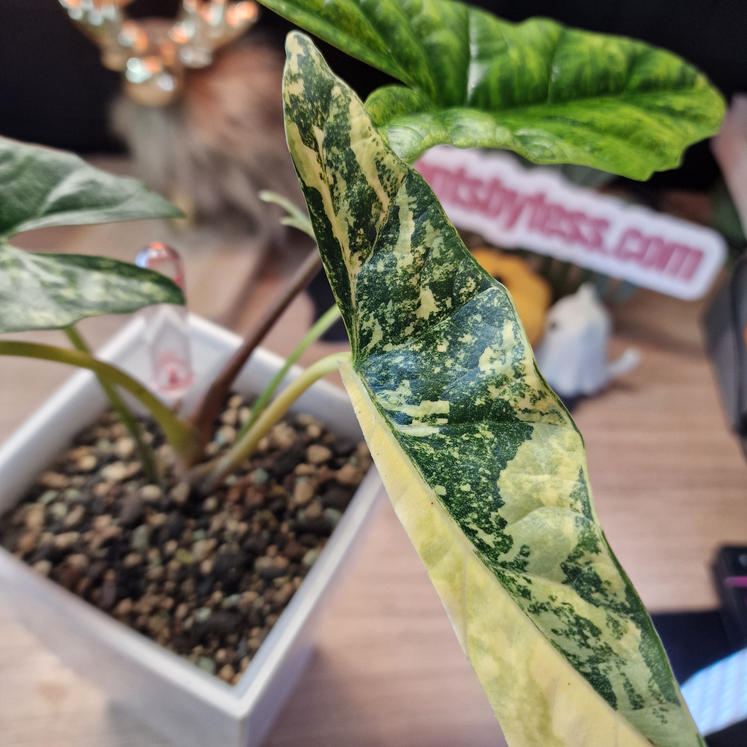 Alocasia Simpo aurea corm