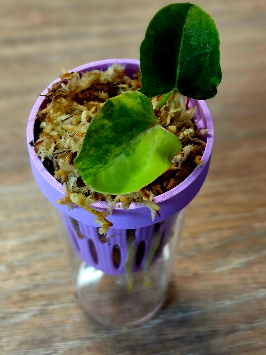 Anthurium (Papillilaminum × Crystallinum) × Portillae Open — Variegated Seedling #8