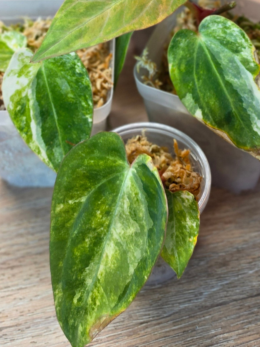 Anthurium (SKG Silver × Red Crystallinum) × (Pap Var × Carlablackiae) | Variegated Lot of 5