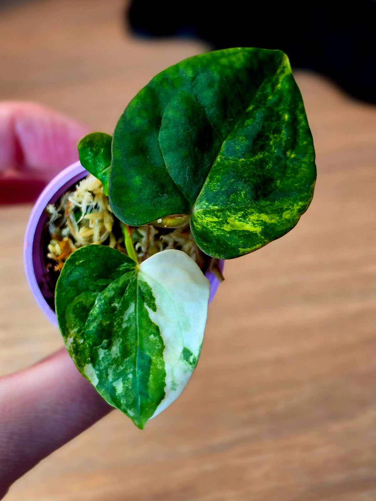 Anthurium (Papillilaminum × Crystallinum) × Portillae Open — Variegated Seedling #6