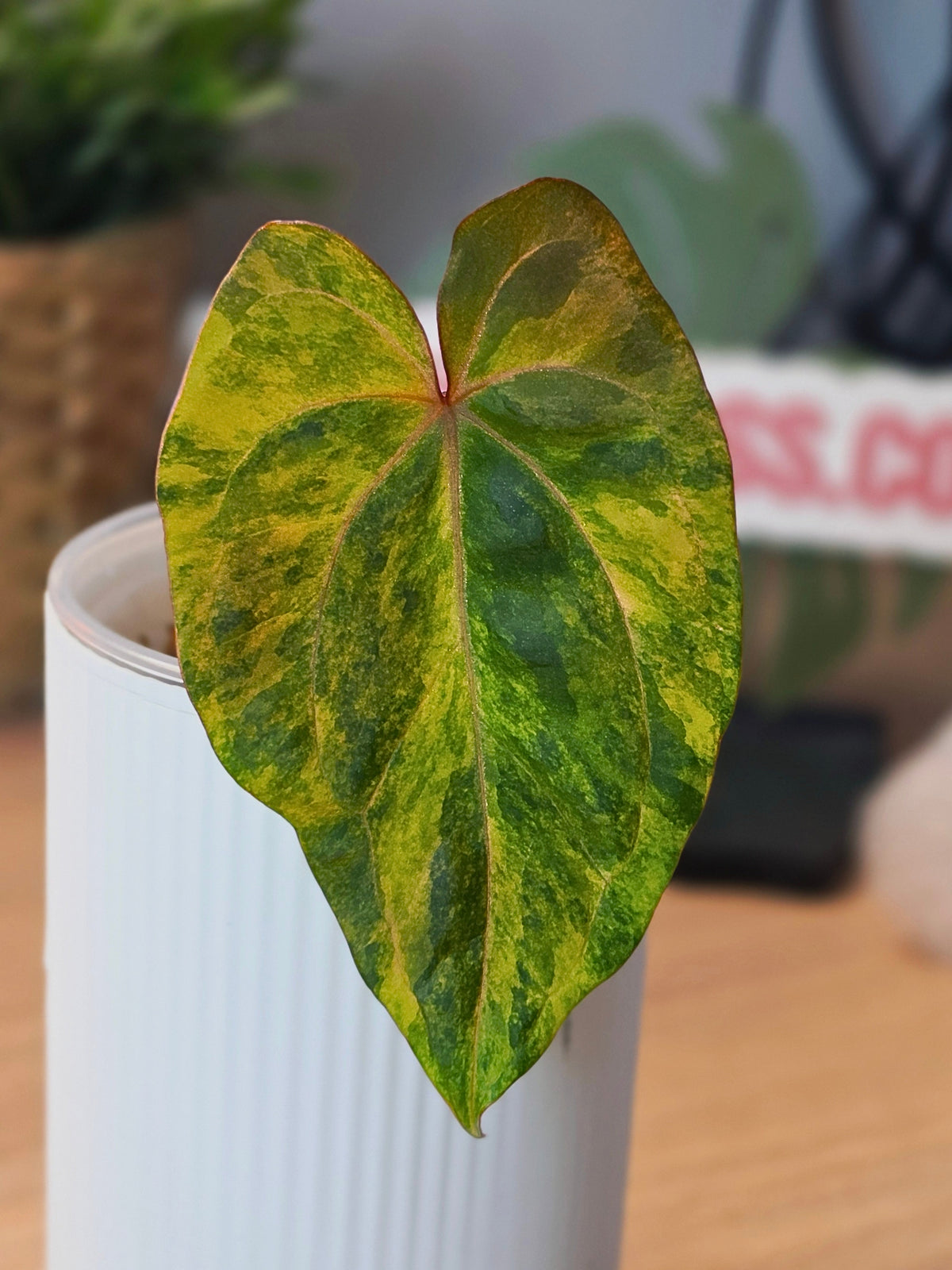 Anthurium Dressleri × X-Ray | High Variegated Clone, 1 Leaf