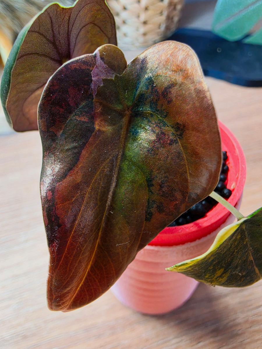 Alocasia Cuprea Gold | Variegated, 3 Leaves, Tissue Culture Grown