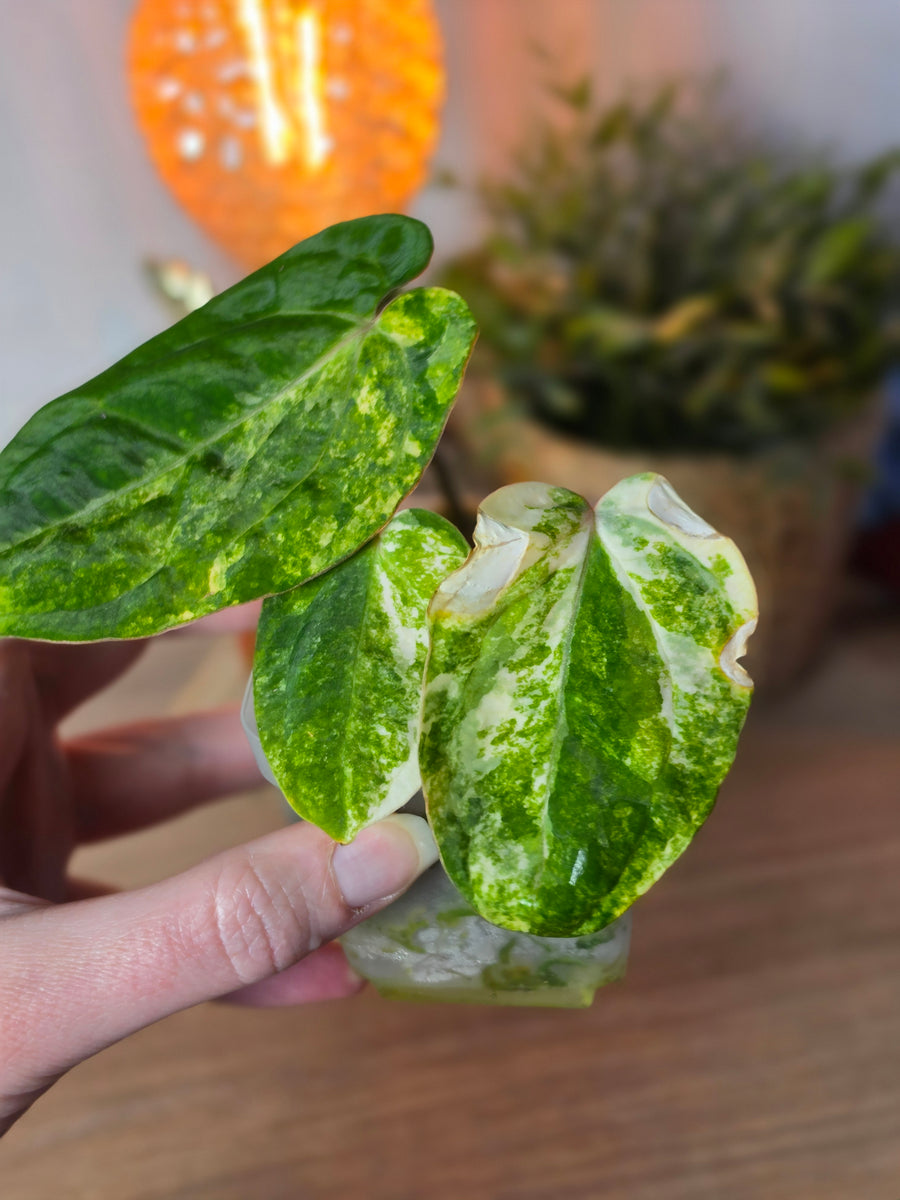Anthurium (SKG Silver × Red Crystallinum) × (Pap Var × Carlablackiae) | Variegated Clone, 3 Leaves