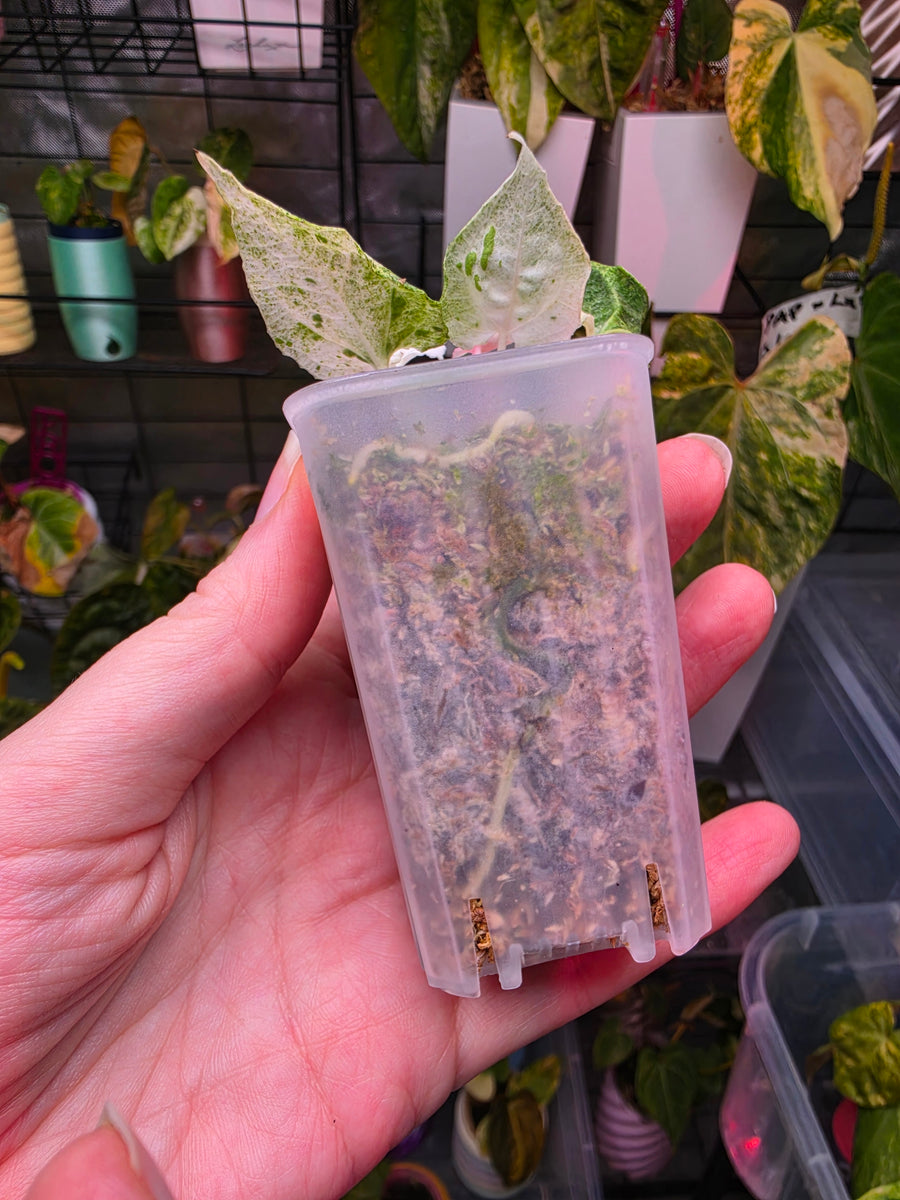 Anthurium 'Siliwangi' | High Variegated with Pink Tones, 5 Leaves
