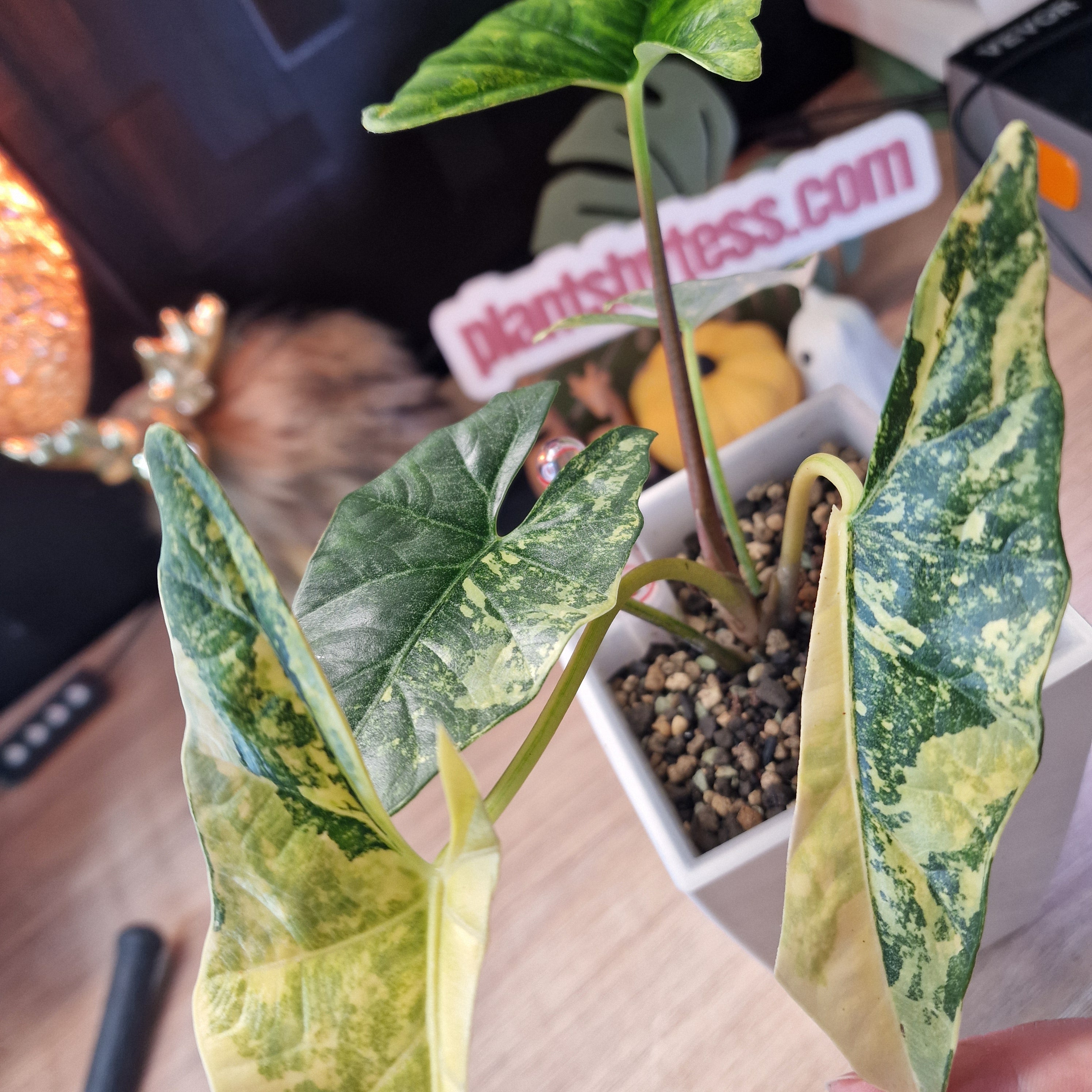 Alocasia Simpo aurea corm