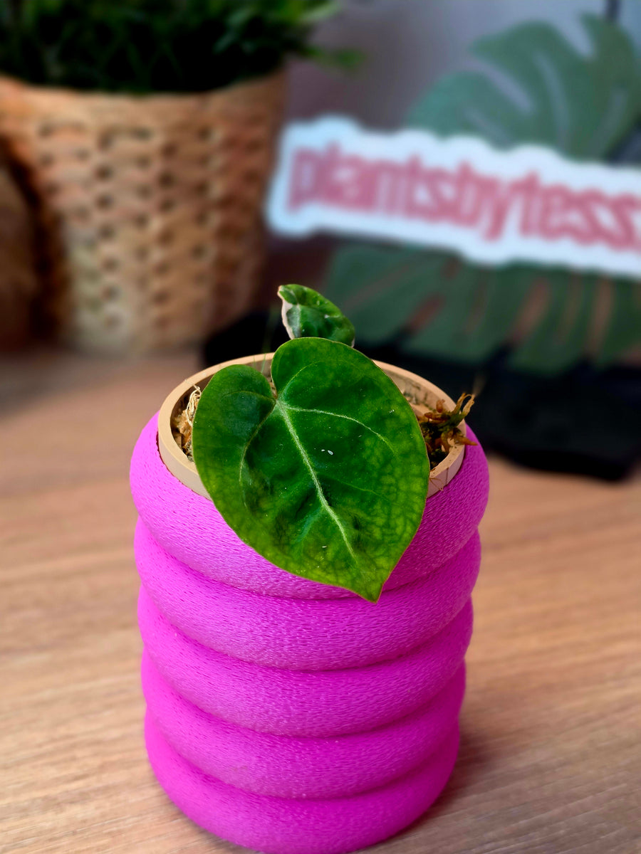 Anthurium Eclipse Rose | Clone of Rose, 2 Leaves — Rare in Europe
