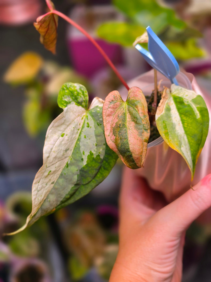 Anthurium 'Papi Peach' ร DPN - Halfmoon Variegated