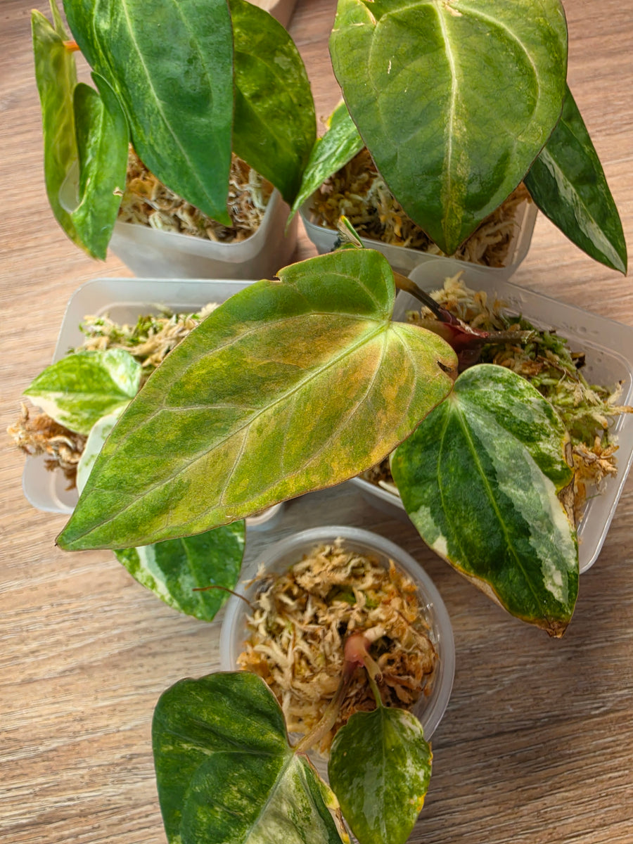 Anthurium (SKG Silver × Red Crystallinum) × (Pap Var × Carlablackiae) | Variegated Lot of 5