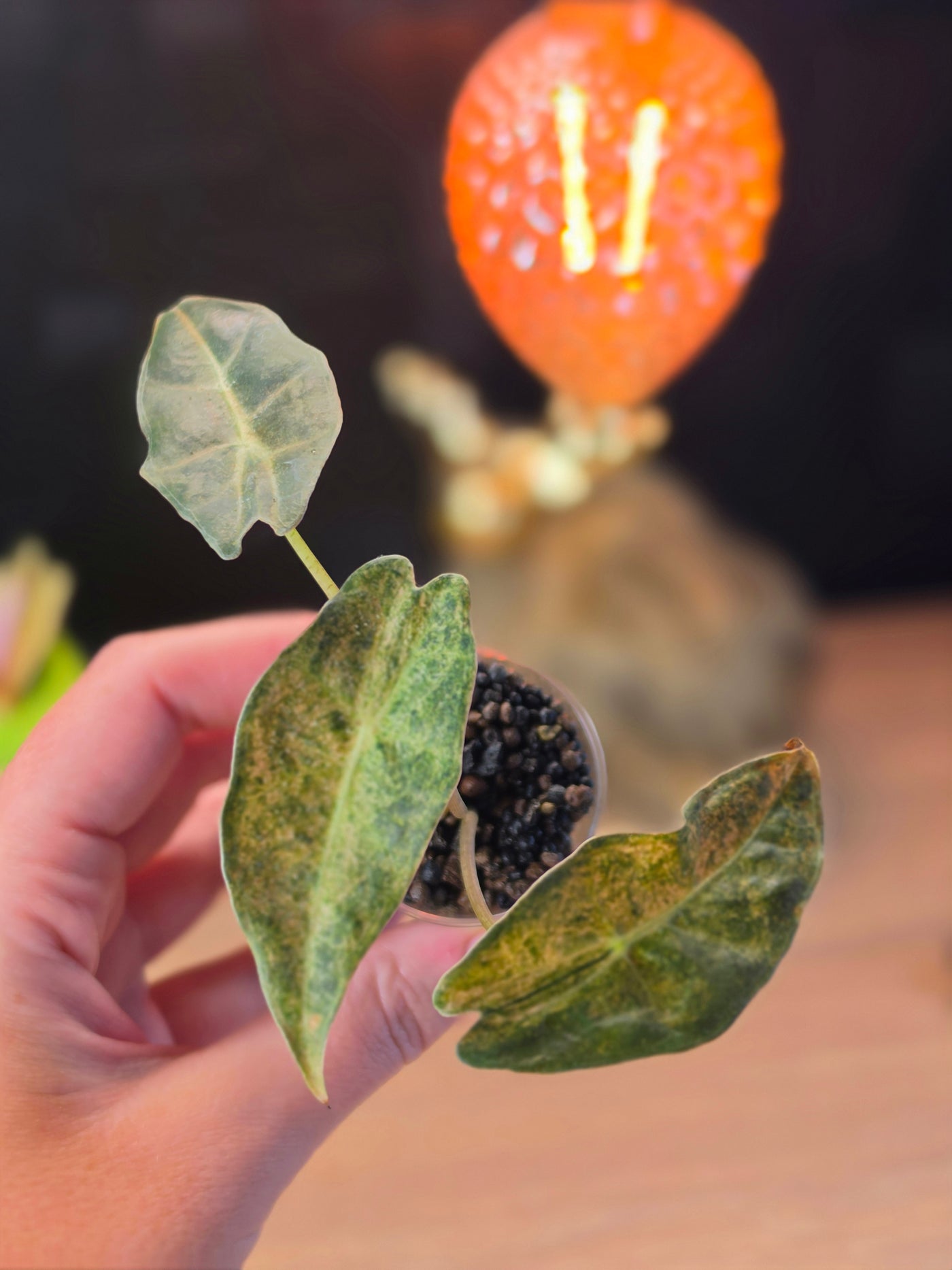 Alocasia longiloba 'Black Satun' Stardust