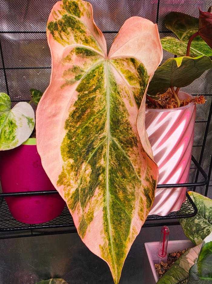 Anthurium Queen Crystallinum × (forgetii × papillilaminum)
