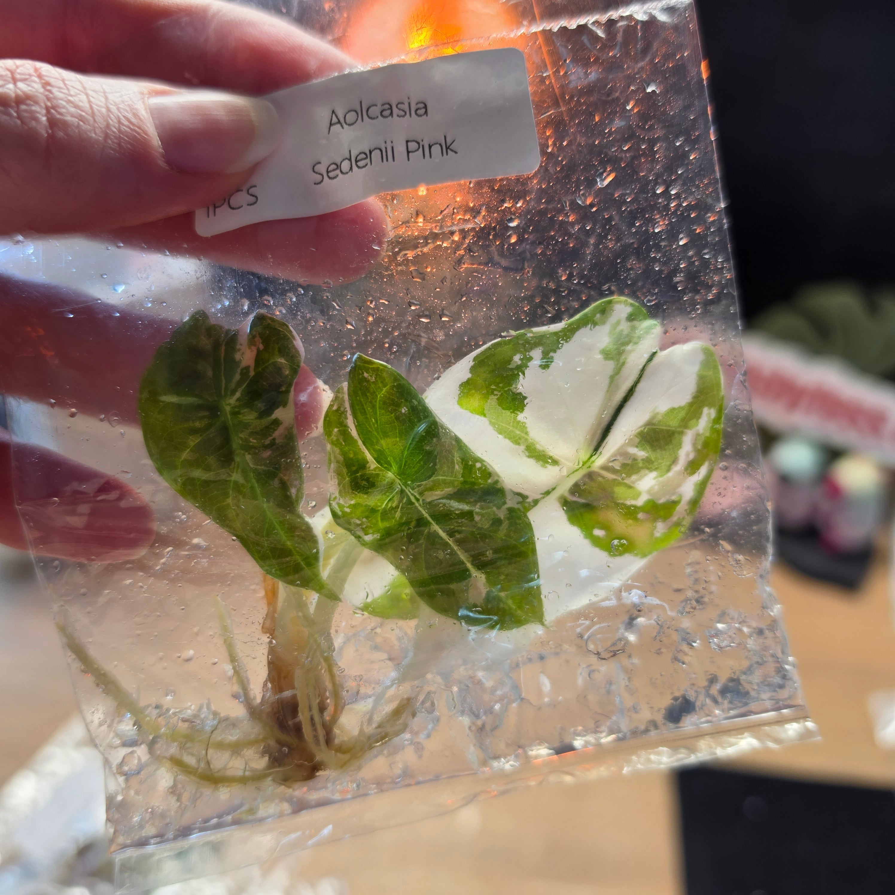 TC - Tissue Culture