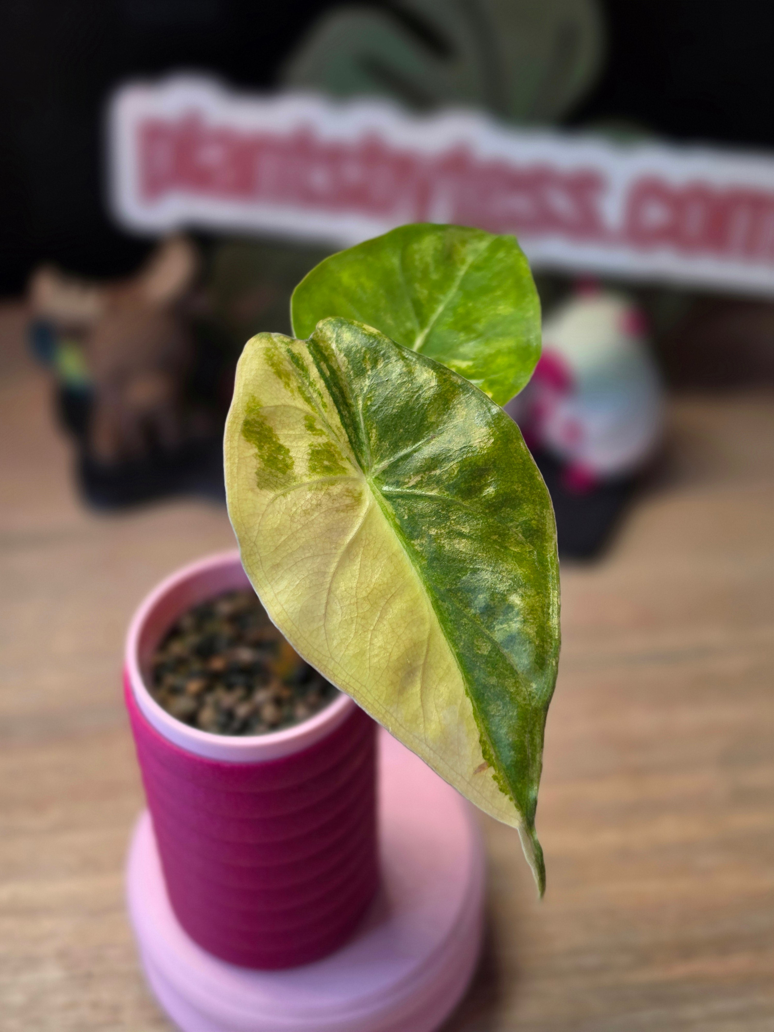 ALL PLANTS