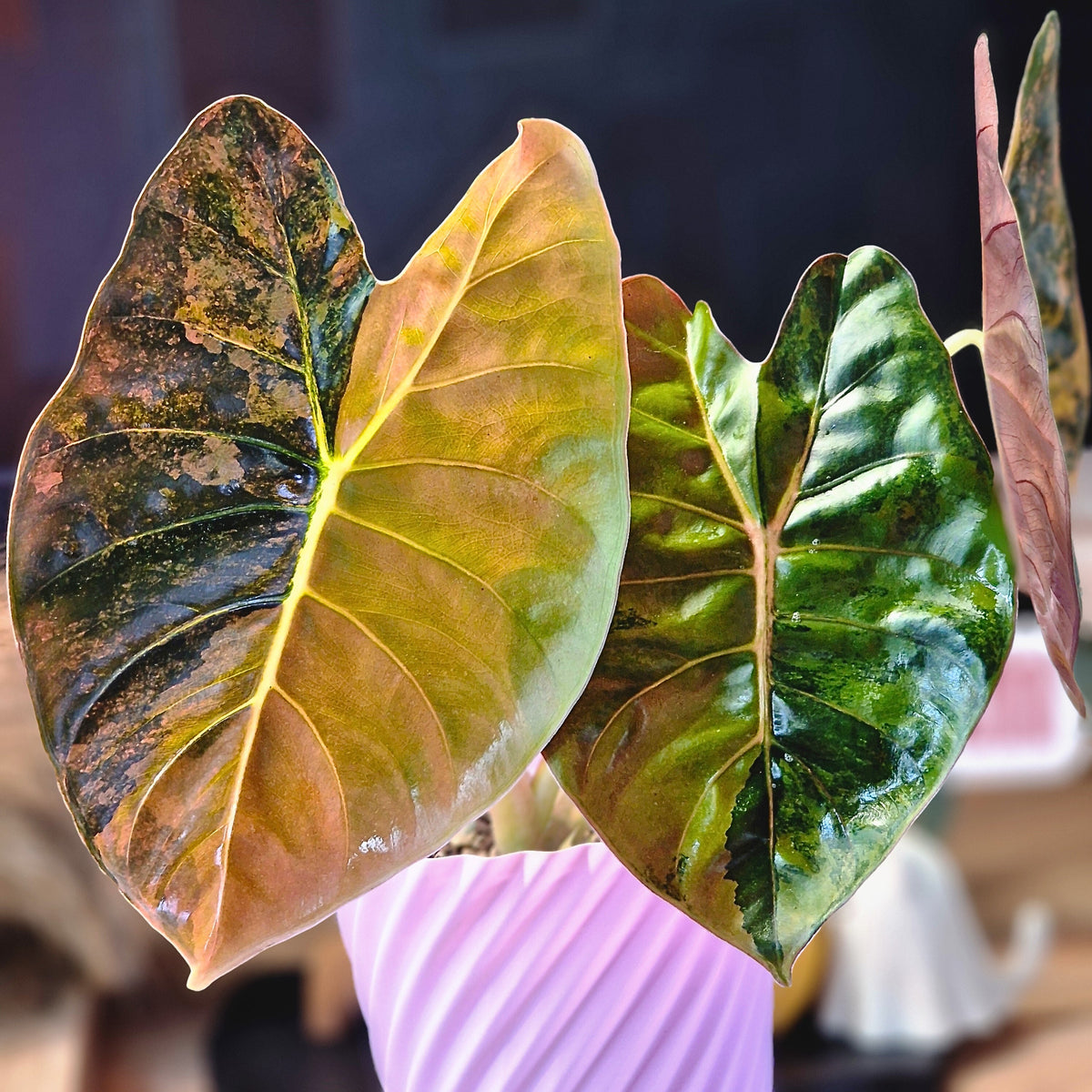 Plants