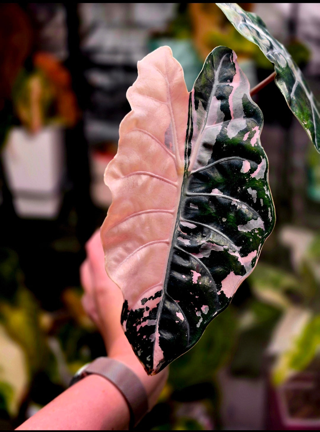 ALOCASIA COLLECTION