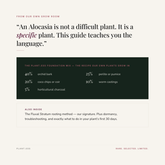 Alocasia Foundations — Digital Care Guide (Vol. I)