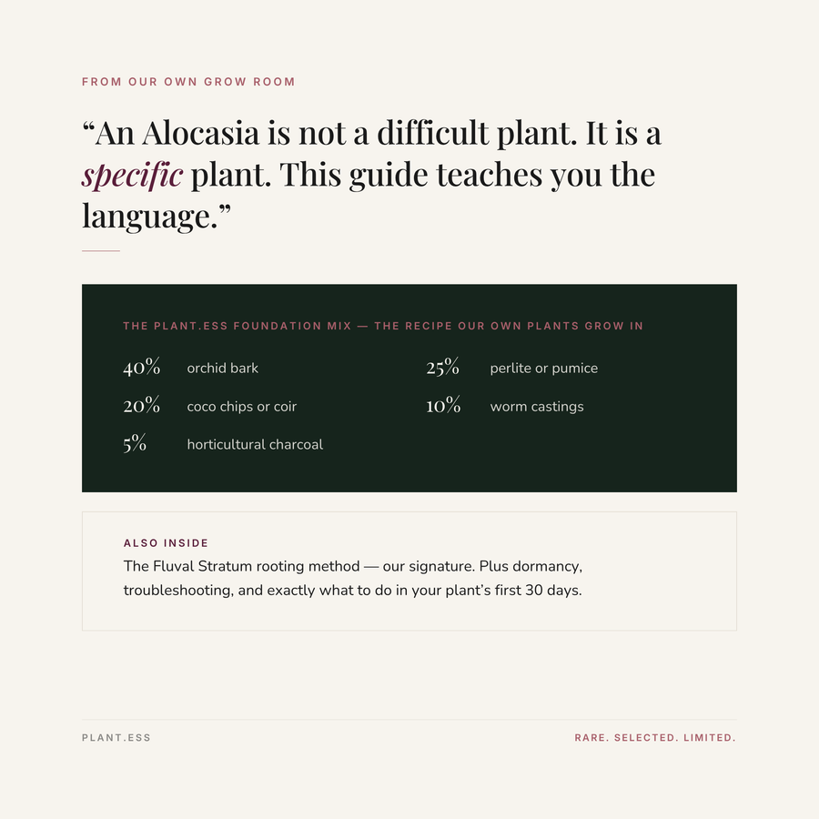 Alocasia Foundations — Digital Care Guide (Vol. I)