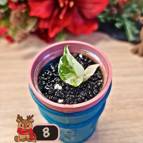 Alocasia Wentii albo/pink