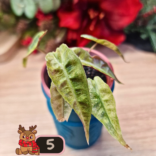 Alocasia Polly aurea Splash