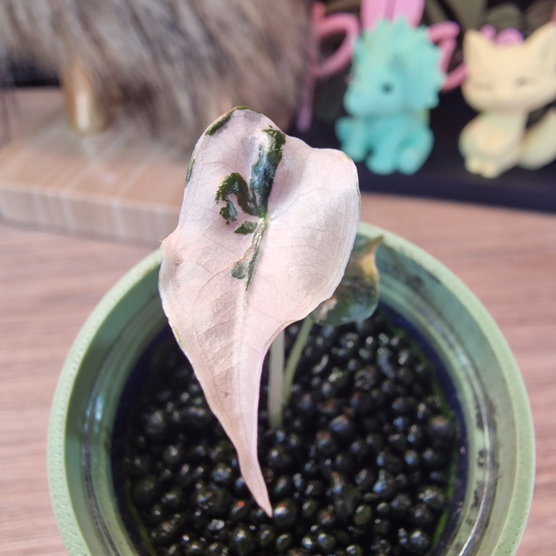 Alocasia Nobilis Pink