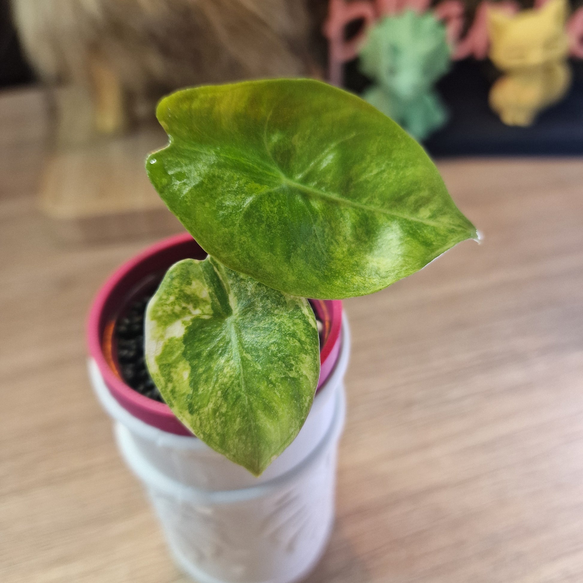 Alocasia Pink Dragon aurea