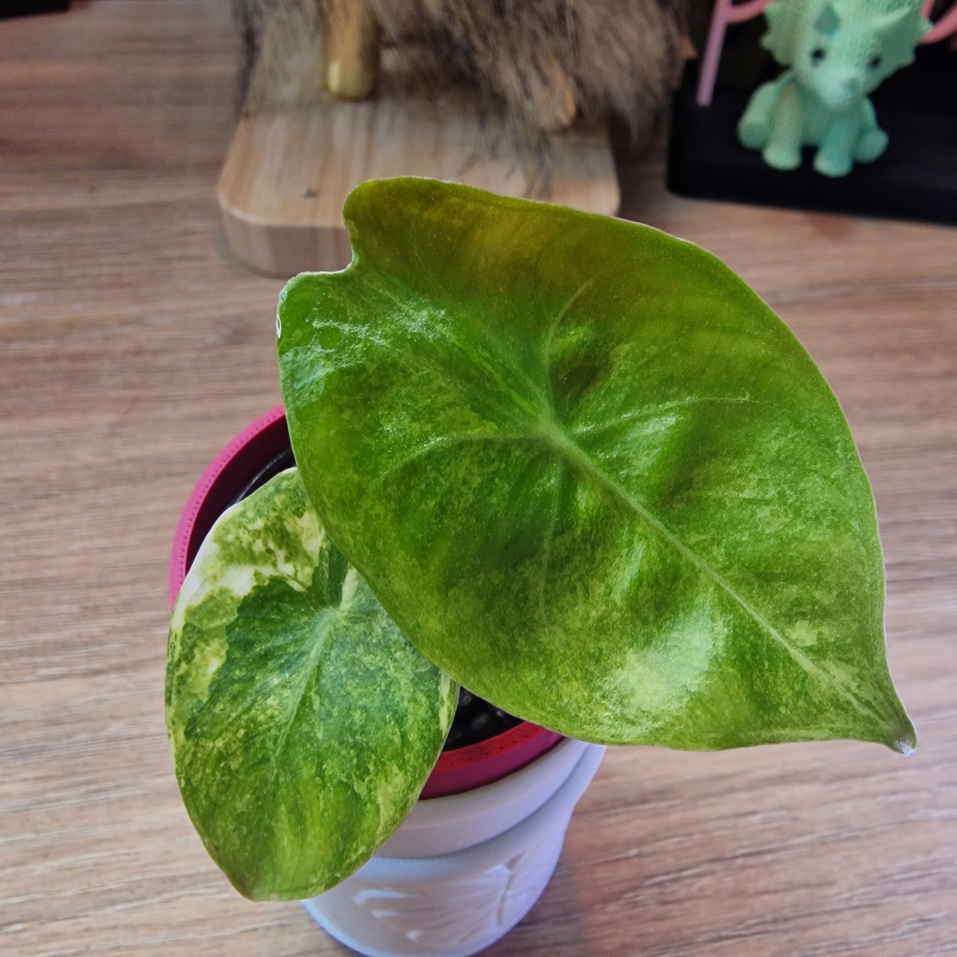 Alocasia Pink Dragon aurea