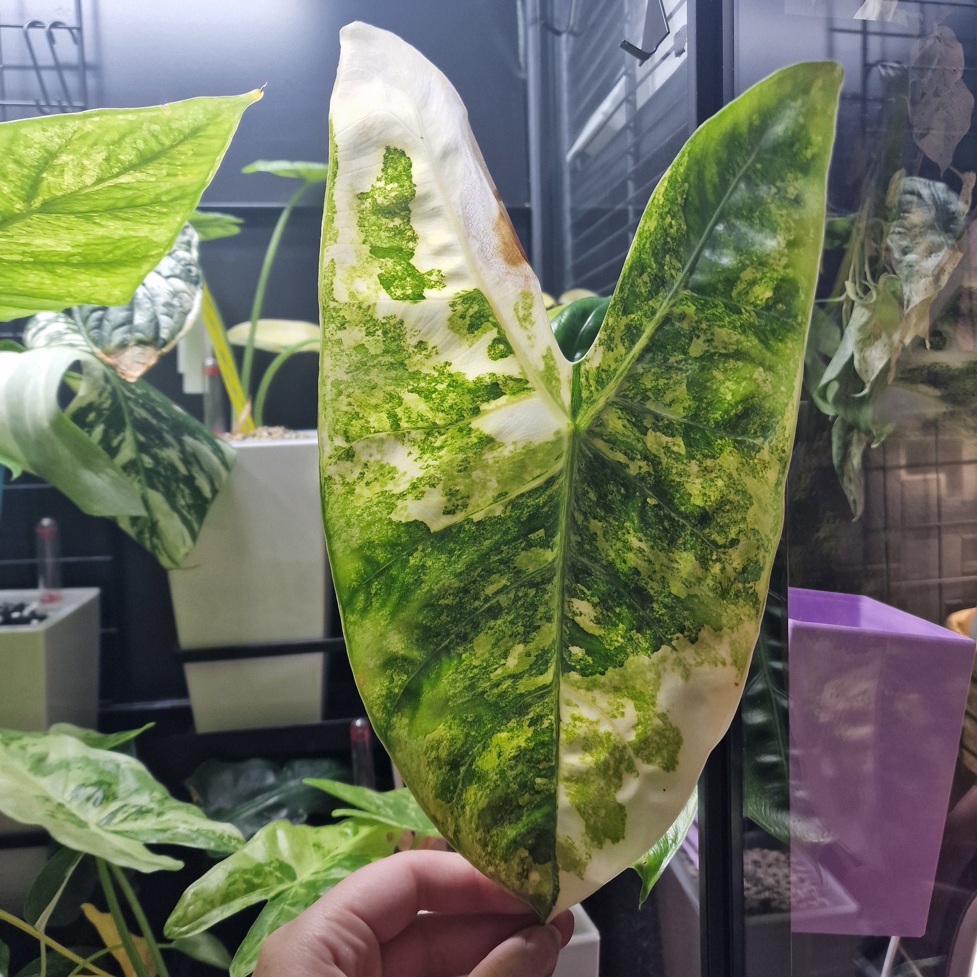 Alocasia Pink Dragon aurea