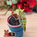 Alocasia Polly aurea Splash