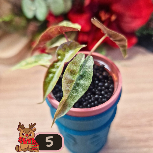 Alocasia Polly aurea Splash