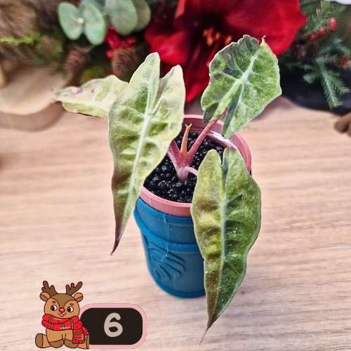 Alocasia Polly aurea Splash