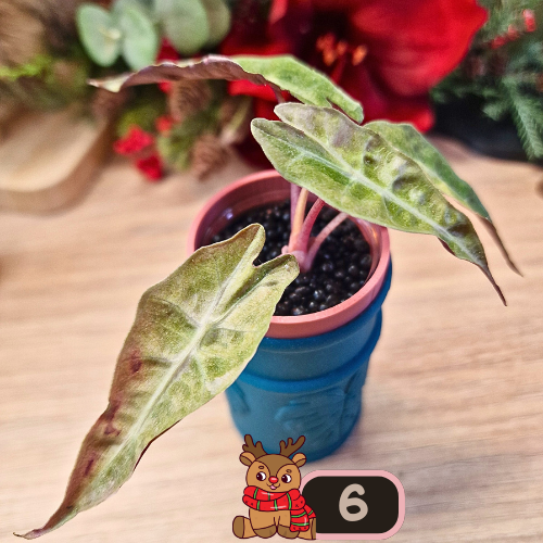 Alocasia Polly aurea Splash