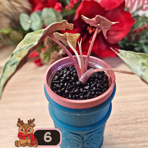 Alocasia Polly aurea Splash