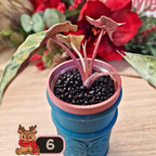 Alocasia Polly aurea Splash